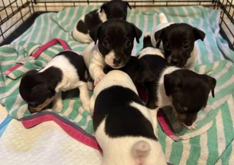 Purebred Jack Russell puppies for sale