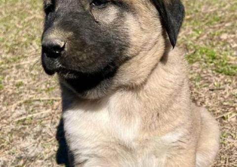 4 Anatolian Shepherd puppies for sale