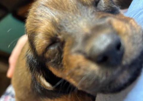 Full-blooded long-haired dachshund puppies for sale