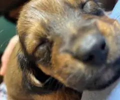 Full-blooded long-haired dachshund puppies for sale