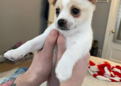 4 Jack Chi puppies for sale