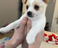 4 Jack Chi puppies for sale