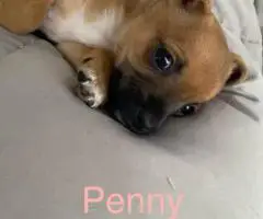 4 Jack Chi puppies for sale
