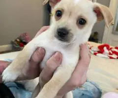 4 Jack Chi puppies for sale