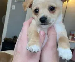 4 Jack Chi puppies for sale
