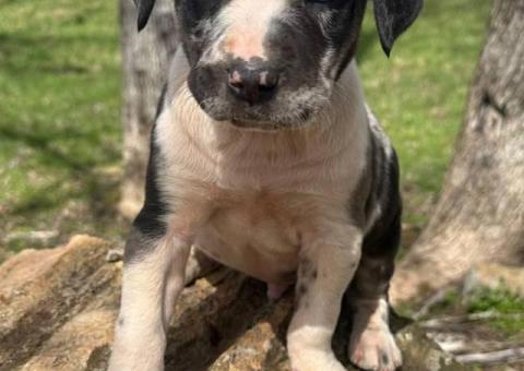 6 Catahoula leopard puppies for sale