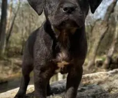 6 Catahoula leopard puppies for sale