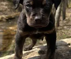 6 Catahoula leopard puppies for sale