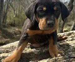 6 Catahoula leopard puppies for sale