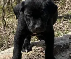 6 Catahoula leopard puppies for sale