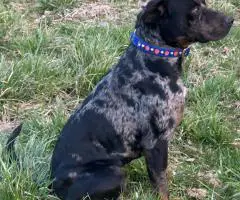 6 Catahoula leopard puppies for sale