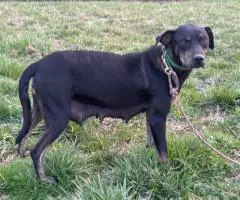6 Catahoula leopard puppies for sale