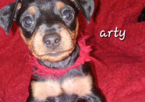 5 Miniature Pinscher puppies for sale