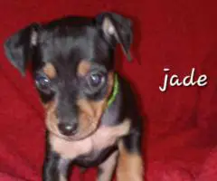 5 Miniature Pinscher puppies for sale