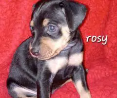 5 Miniature Pinscher puppies for sale