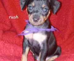 5 Miniature Pinscher puppies for sale
