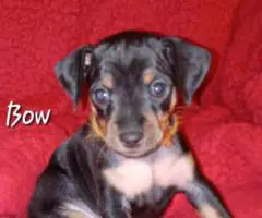 5 Miniature Pinscher puppies for sale