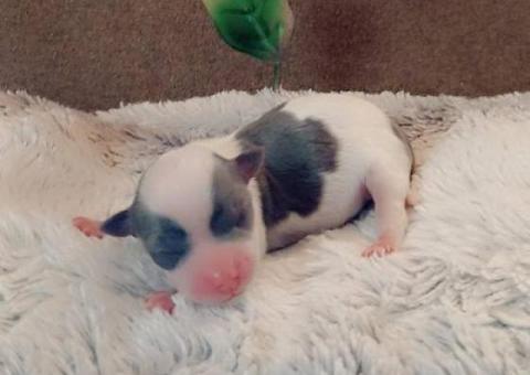 Teacup Chihuahua Litter