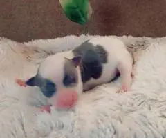 Teacup Chihuahua Litter