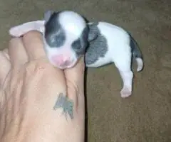 Teacup Chihuahua Litter