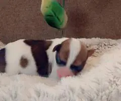 Teacup Chihuahua Litter
