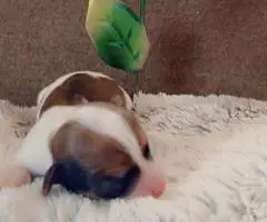 Teacup Chihuahua Litter