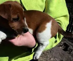 Purebred Jack Russell puppies for sale