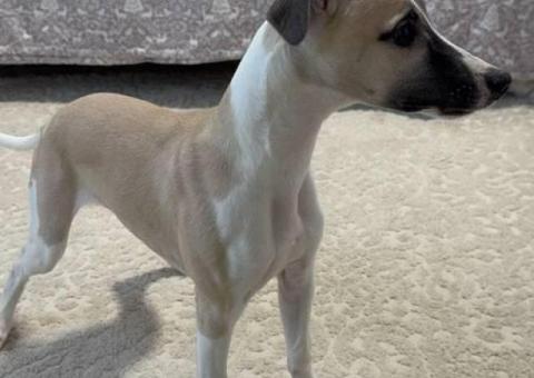 Beautiful fawn and brindle Whippet puppies