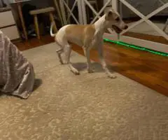 Beautiful fawn and brindle Whippet puppies