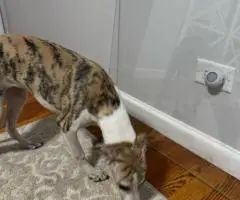 Beautiful fawn and brindle Whippet puppies