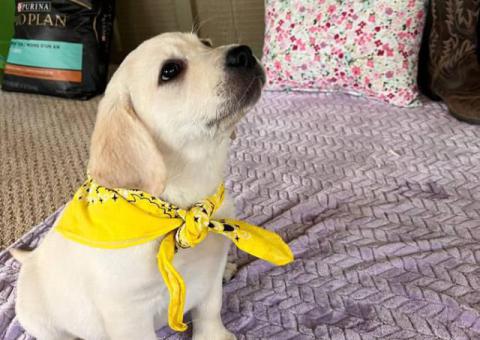White Cream AKC Registered Labrador puppies for sale
