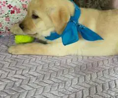 White Cream AKC Registered Labrador puppies for sale