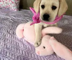 White Cream AKC Registered Labrador puppies for sale