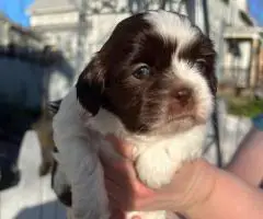 3 Purebred Shih Tzu puppies for sale