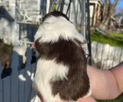 3 Purebred Shih Tzu puppies for sale
