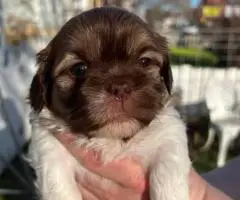 3 Purebred Shih Tzu puppies for sale