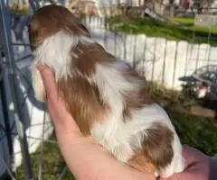 3 Purebred Shih Tzu puppies for sale