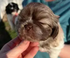 3 Purebred Shih Tzu puppies for sale