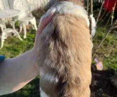3 Purebred Shih Tzu puppies for sale