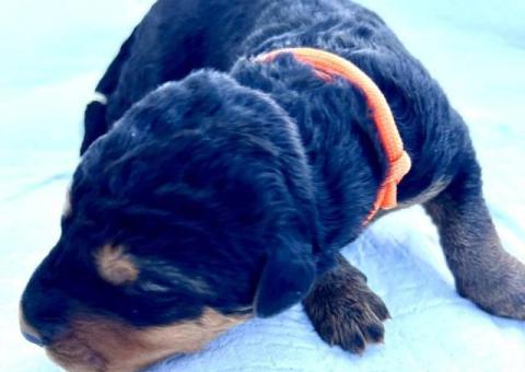 Registered Airedale puppies for sale