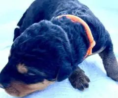 Registered Airedale puppies for sale