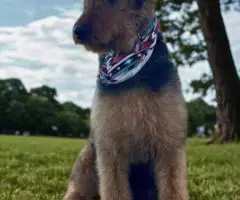 Registered Airedale puppies for sale