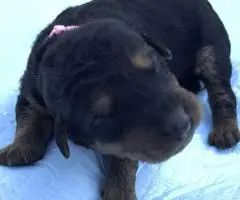 Registered Airedale puppies for sale