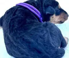Registered Airedale puppies for sale