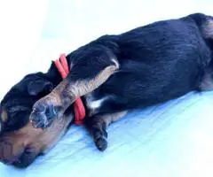 Registered Airedale puppies for sale