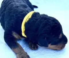 Registered Airedale puppies for sale