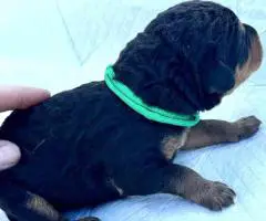 Registered Airedale puppies for sale