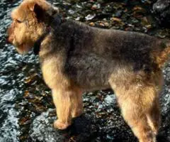 Registered Airedale puppies for sale