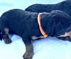 Registered Airedale puppies for sale