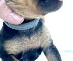 Registered Airedale puppies for sale